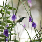 hummingbird with purple flowers