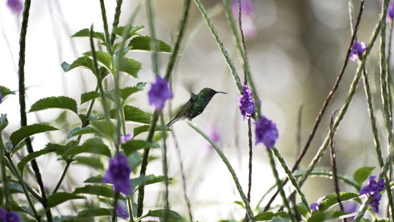hummingbird with purple flowers