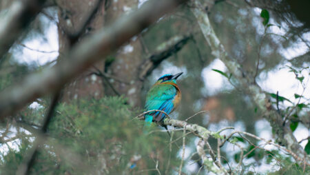 bird with vivid turquoise feathers